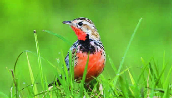 Rosy-throated Longclaw - Josh Jones