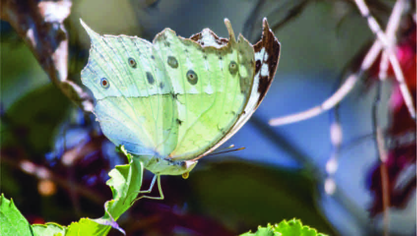 Common mother-of-pearl, Protogoniomorpha parhassus
