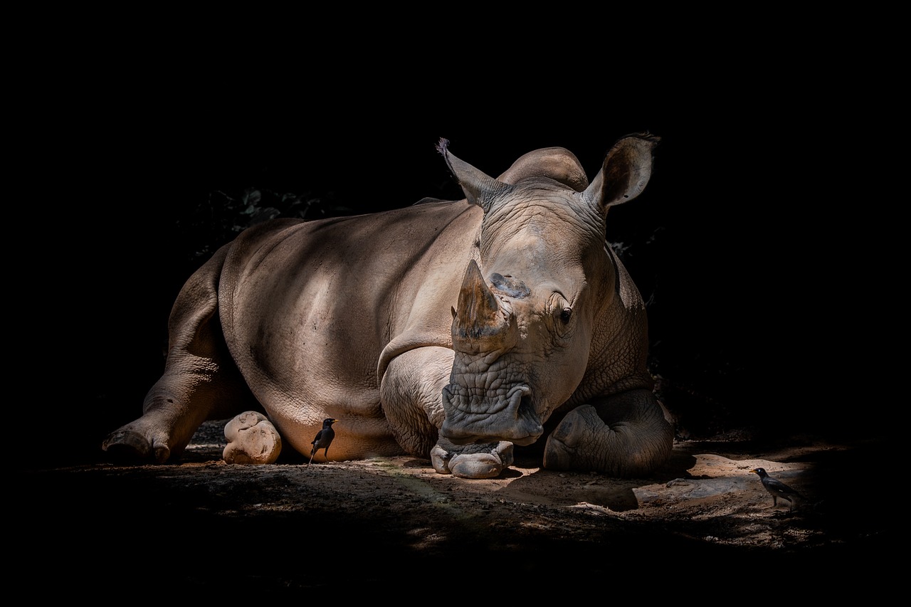 cover image rhino
