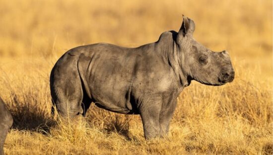 Southern white rhino calf. (Photo- Brent Stirton : African Parks)