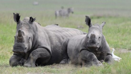 White Rhino at Akagera National Park in Rwanda. (Photo- Drew Bantlin)