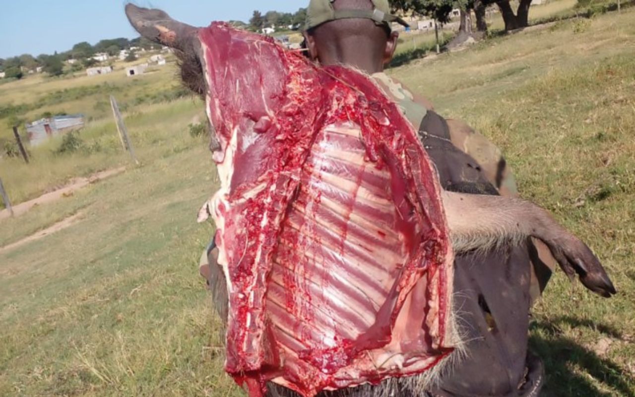 In Acornhoek, near the Kruger National Park, poachers openly sell bushmeat with half a warthog fetching R900. (Photo: Vusi Tshabalala)