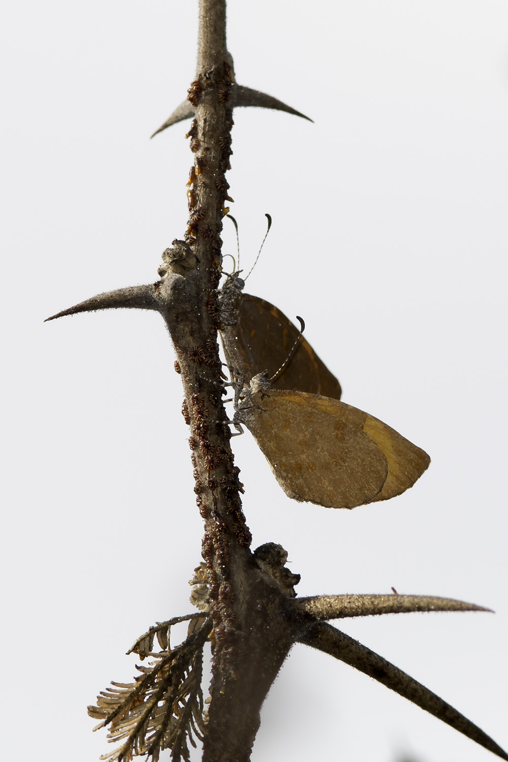 Otni Insect More on ant-loving butterflies! - Kruger2Canyon