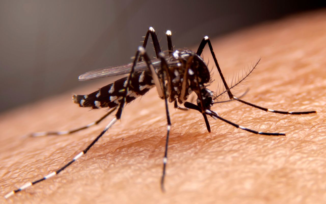 malaria
