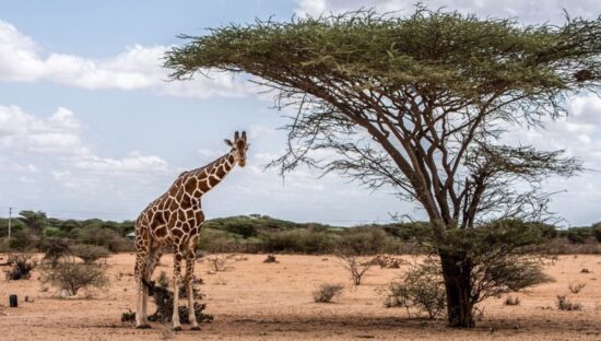 Giraffe in the wild Giraffe populations have declined by 40% in the last 30 years, and there are now fewer than 70,000 mature individuals left in the wild. (Photo- Simon Marks / Bloomberg via Getty Images)