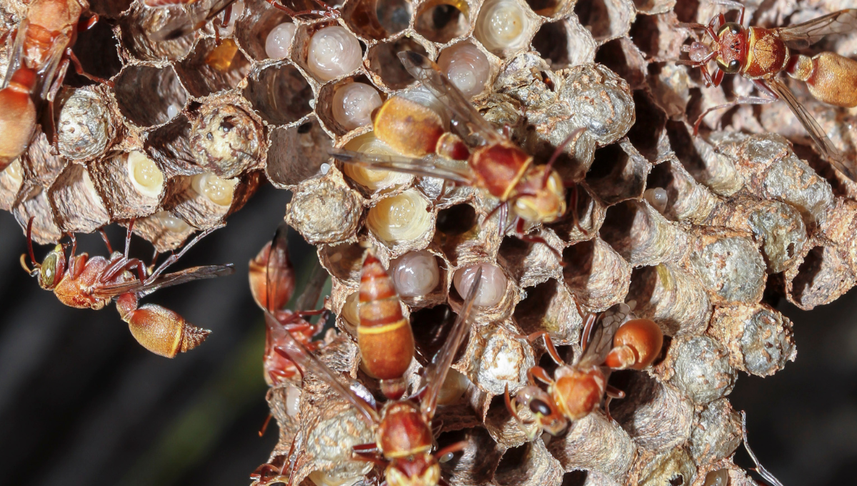 Beneath the buzz - the paper wasp - Kruger2Canyon