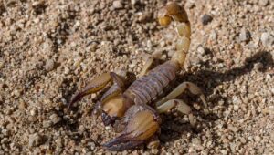 Opistophthalmus glabrifrons