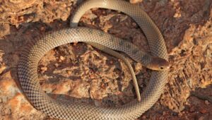 Reticulated centipede-eater - Johan Marais Mar 24