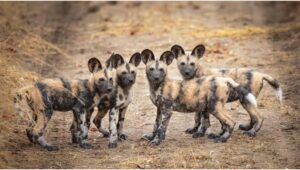 Four African wild dog pups standing in a reserve A hybrid breeding approach has the potential to accelerate genetic diversity and help produce disease-resistant pups every year. Adobe Stock
