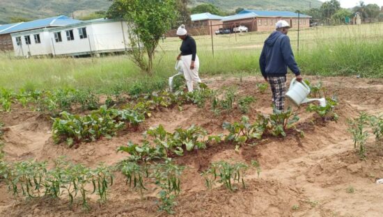 garden projects