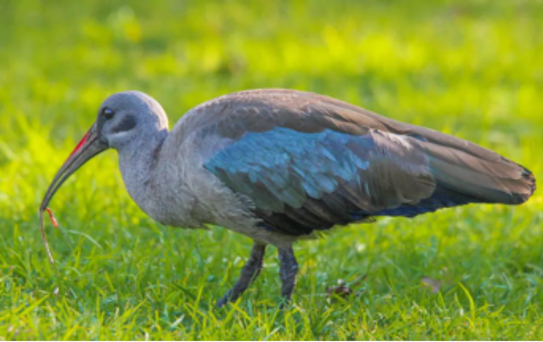 A hadeda ibis carries a worm it has just caught from an irrigated lawn. Carla du Toitjpg