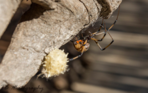 The brown button spider - Latrodectus sp. TB Photography