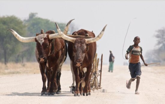 FOR THE LONG HAUL: Draught oxen in the Mashi Wildlife Conservancy (Zambezi Region, Namibia) pull a wooden sled. Dr Annette Hübschle, says South Africans would do to look beyond our border for conservation lessons. In Nambia, community conservancies, some difficulties accepted, are working. Photo by Mark W Atkinson | WCS AHEAD | flickr.