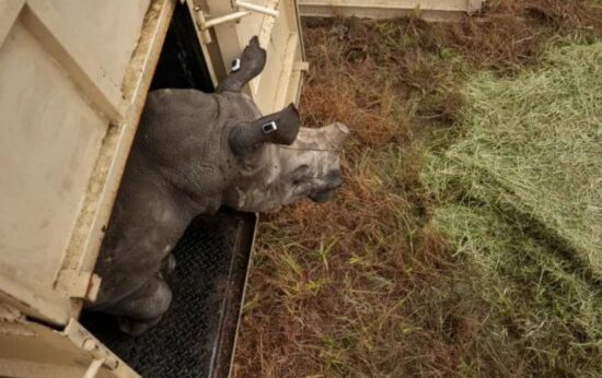 he rhinos are all dehorned and fitted with trackers to assist with locating and monitoring the rhinos once released into the Greater Kruger. (Photo: Cathan Moore)