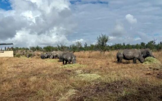 The rhinos are released into a temporary holding boma for two days to recover from the sedative drugs used during the process. This also allows vets to monitor the rhinos to ensure they are healthy before they are released into the Greater Kruger system. (Photo: Cathan Moore)
