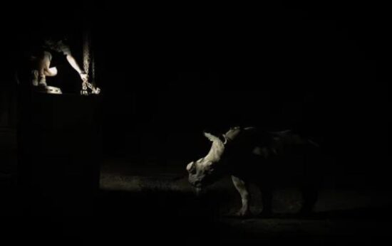 The translocation of 120 rhinos is an enormous undertaking and has resulted in many sleepless nights but it has been worth it Photo by Mike Dexter