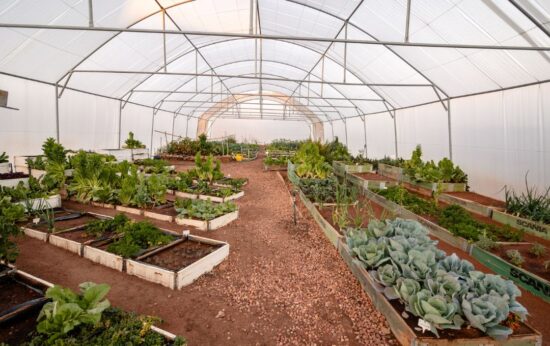Mhondoro vegetable garden