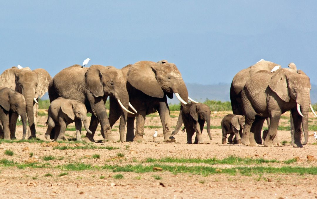 the myth of 'too many elephants'