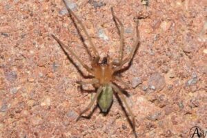 sac spider