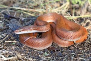 the brown house snake