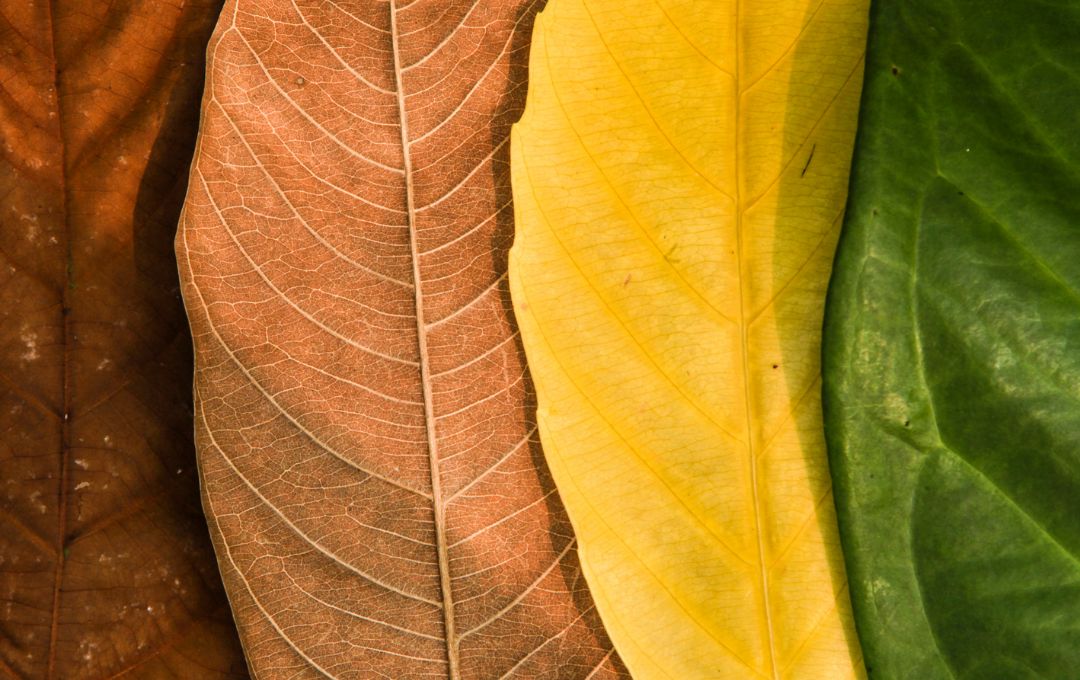seasons