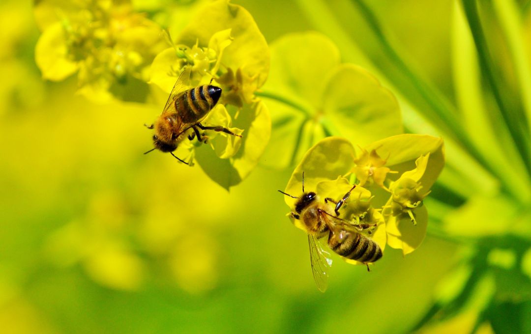 bees