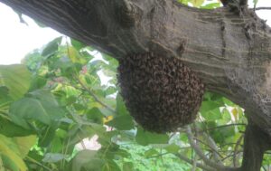 bee hive