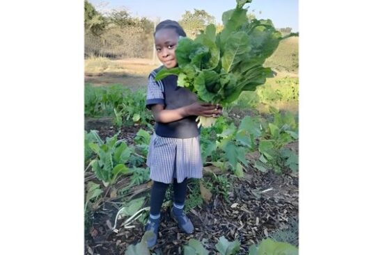 Rifumo Masinga reaps spinach at the Nourish’s food garden which produces a harvest 40 kg of spinach a month, as well as several hundred kilograms of tomatoes, beetroot and onions.