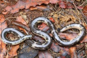 Schlegel’s blind snake - Afrotyphlops schlegelii