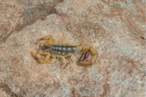scorpion season