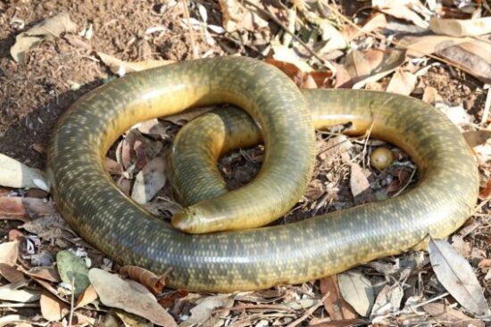 Schlegel’s blind snake - Afrotyphlops schlegelii