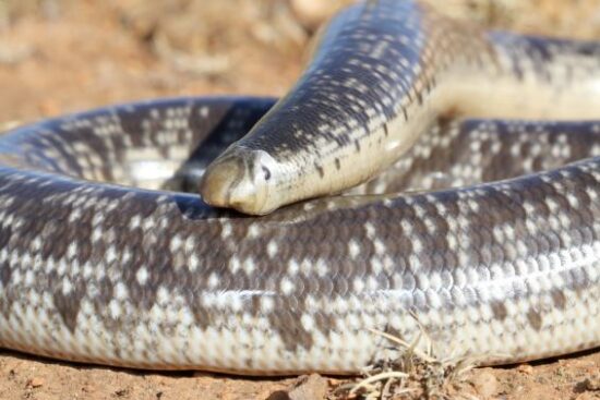 Schlegel’s blind snake - Afrotyphlops schlegelii