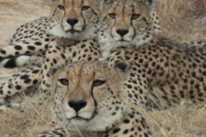 The Coalition, cheetahs realeased in makalali Nature reserve