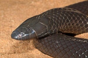 Common Purple-glossed Snake - Johan Marais
