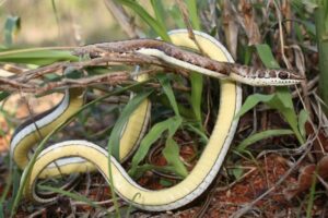 Western Yellow-bellied Sand Snake -Johan Marais (1)