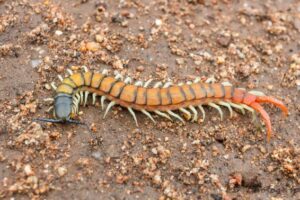 centipedes