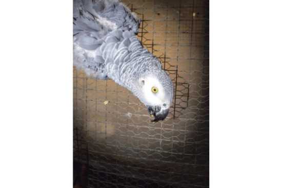 South Africa is the world’s largest supplier of captive-bed African grey parrots. (Photo: iStock)