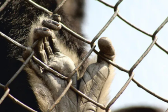 The hand of a caged primate. Nearly 3,800 live primates, and more than 5,200 dead ones, were exported between 2016 and 2022. (Photo: iStock)