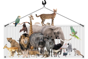 Animals of all kinds are being exported from South Africa in staggering numbers, making the country one of the leaders in the global wildlife trade. (Photos: iStock; Graphics: Pixabay, Vecteezy)