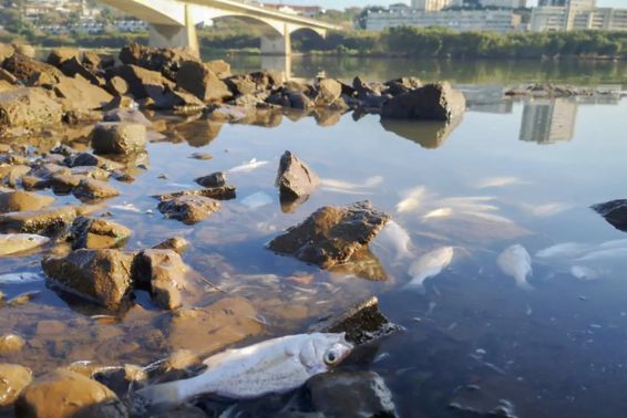 Dead fish in the Umgeni River in Durban following another pulse of untreated municipal sewage. Photo: Steve Cohen