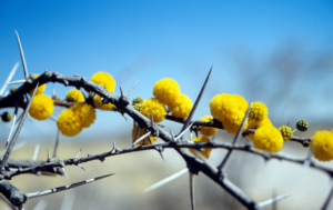 sweet thorn