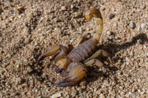 Rough Burrower Scorpion