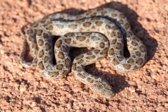 Spotted Rock Snake - Johan Marais