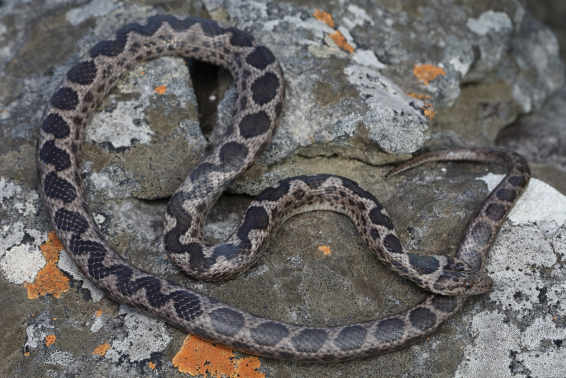 Rock Snake Example Spotted Rock Snake - Alopecion guttatum - Kruger2Canyon
