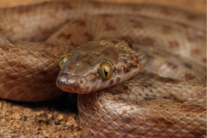 The head of a Spotted Rock Snake - Johan Marais