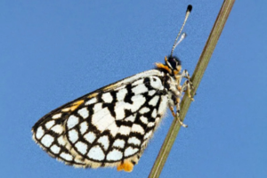 A male Wolkberg Zulu on a tussock stem. (Photo_ Andre Coetzer)