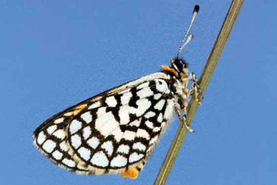 A male Wolkberg Zulu on a tussock stem. (Photo_ Andre Coetzer)