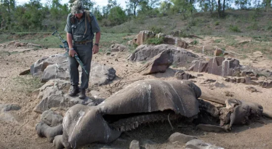 Section Ranger Neels Van Wyk inspects a three-day-old carcass of a poached rhino on 8 November 2014 at the Kruger National Park. (Photo: Gallo Images / Sunday Times / James Oatway)