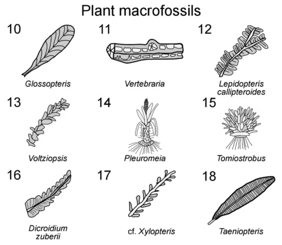 The main plant types present around 250 million years ago in the Sydney region, Australia, including clubmosses (numbers 14 and 15). Amores et al. 2025, GSA Bulletin