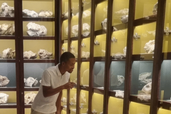 The display cases where fossils from Sidney Rubidge’s collection may be viewed. (Photo: Supplied)